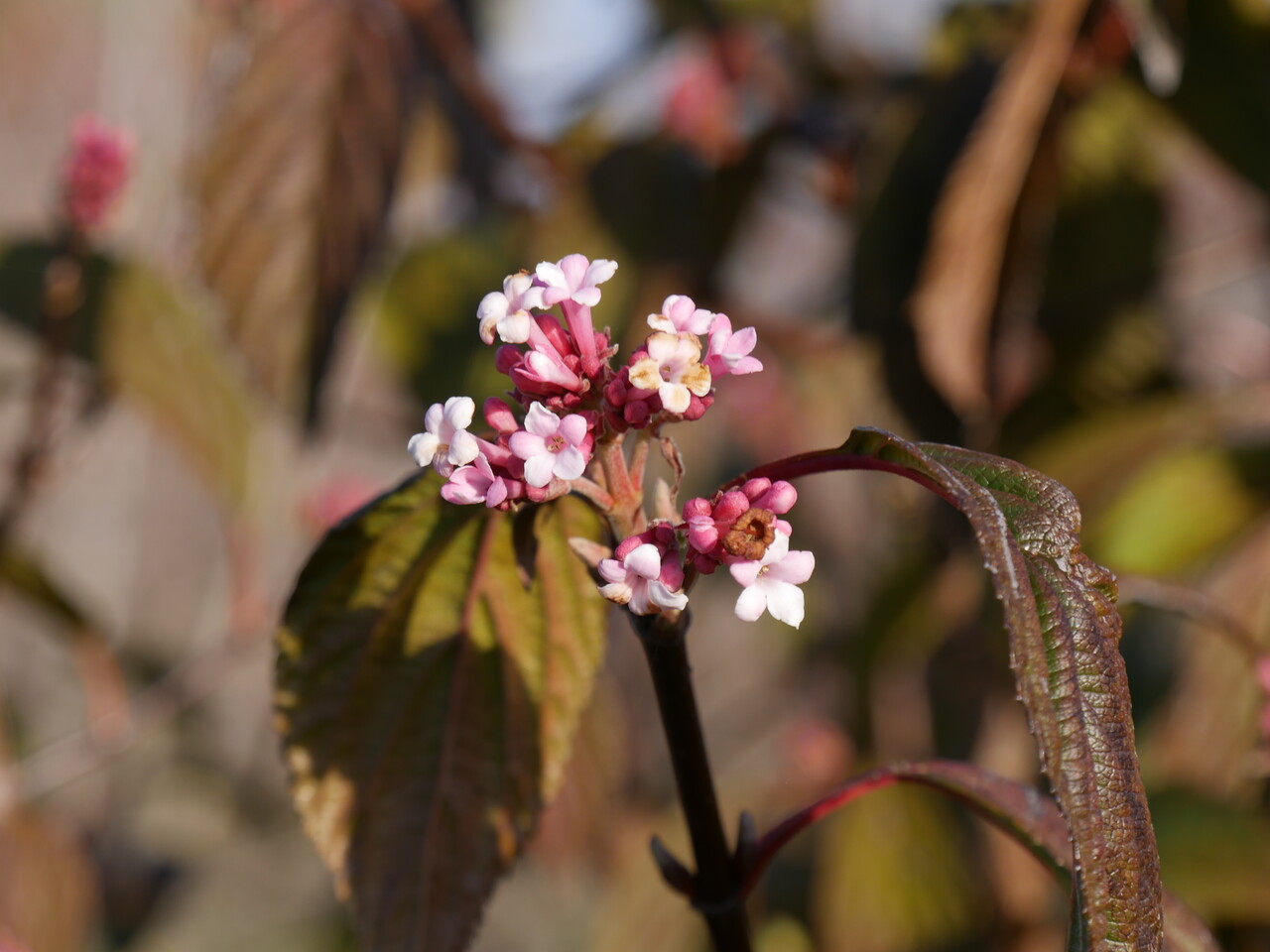 Viburnum ×bodnantense 'Dawn' Viburnum ×bodnantense 'Dawn' Van den